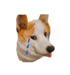 Kobi The Corgi（個別スタンプ：9）