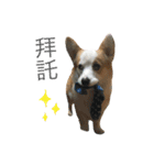 Kobi The Corgi（個別スタンプ：11）