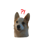 Kobi The Corgi（個別スタンプ：13）