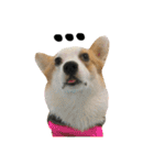 Kobi The Corgi（個別スタンプ：16）