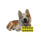 Kobi The Corgi（個別スタンプ：17）