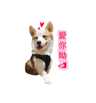 Kobi The Corgi（個別スタンプ：18）