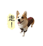 Kobi The Corgi（個別スタンプ：19）