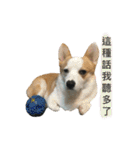 Kobi The Corgi（個別スタンプ：22）