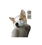 Kobi The Corgi（個別スタンプ：28）