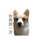 Kobi The Corgi（個別スタンプ：31）