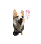 Kobi The Corgi（個別スタンプ：33）