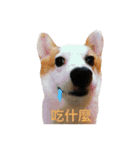 Kobi The Corgi（個別スタンプ：34）