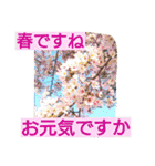 春ですね挨拶スタンプ♪（個別スタンプ：2）