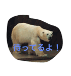 しろくまさん♩（個別スタンプ：2）