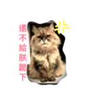 Cat is my favorite（個別スタンプ：10）