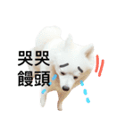 Spitz dog（個別スタンプ：5）