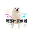 Spitz dog（個別スタンプ：8）