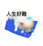 Spitz dog（個別スタンプ：10）