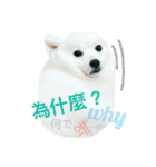 Spitz dog（個別スタンプ：11）