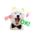 Spitz dog（個別スタンプ：13）