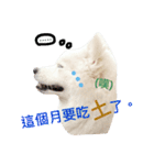 Spitz dog（個別スタンプ：16）