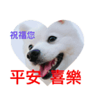 Spitz dog（個別スタンプ：17）