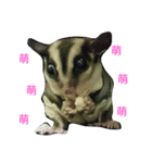 sugarglider do＆niu（個別スタンプ：4）