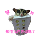 sugarglider do＆niu（個別スタンプ：7）