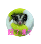 sugarglider do＆niu（個別スタンプ：10）