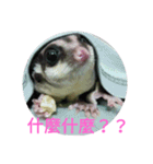 sugarglider do＆niu（個別スタンプ：12）