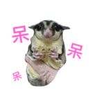 sugarglider do＆niu（個別スタンプ：13）