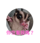 sugarglider do＆niu（個別スタンプ：14）