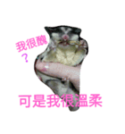 sugarglider do＆niu（個別スタンプ：16）