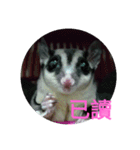 sugarglider do＆niu（個別スタンプ：19）