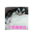 sugarglider do＆niu（個別スタンプ：21）