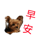 pp dog123（個別スタンプ：1）