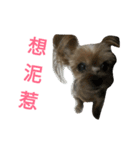 pp dog123（個別スタンプ：4）