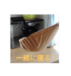 我が家のゴンちゃん3（個別スタンプ：21）