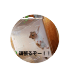 ハムスター くんくんまる（個別スタンプ：2）