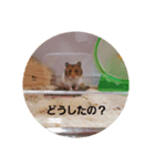 ハムスター くんくんまる（個別スタンプ：5）