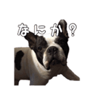 ぶちゃかわ犬（個別スタンプ：1）