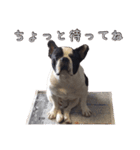 ぶちゃかわ犬（個別スタンプ：3）