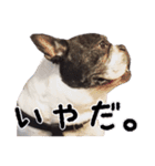 ぶちゃかわ犬（個別スタンプ：4）