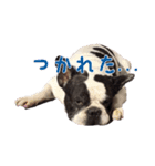 ぶちゃかわ犬（個別スタンプ：10）