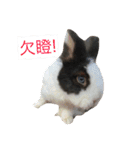 Rabbit-Dog-Bird（個別スタンプ：9）