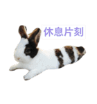 Rabbit-Dog-Bird（個別スタンプ：12）