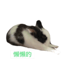 Rabbit-Dog-Bird（個別スタンプ：14）