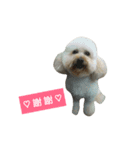 Dog two（個別スタンプ：14）