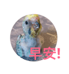 Budgerigar Chu（個別スタンプ：1）