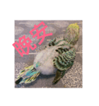 Budgerigar Chu（個別スタンプ：2）