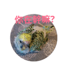 Budgerigar Chu（個別スタンプ：3）