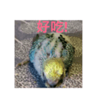 Budgerigar Chu（個別スタンプ：11）