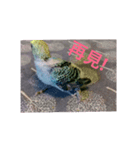 Budgerigar Chu（個別スタンプ：14）