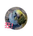 Budgerigar Chu（個別スタンプ：15）